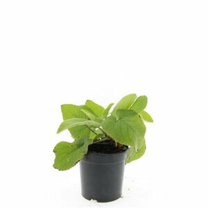 Phlomis russeliana P9 - afbeelding 2