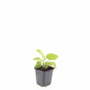 Phlomis russeliana P9 - afbeelding 5