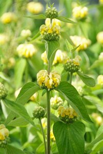 Phlomis russeliana P9