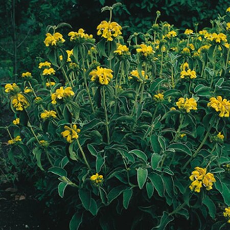 Phlomis russeliana P9 - afbeelding 10