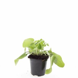 Phlomis russeliana P9 - afbeelding 15