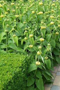 Phlomis russeliana P9 - afbeelding 14