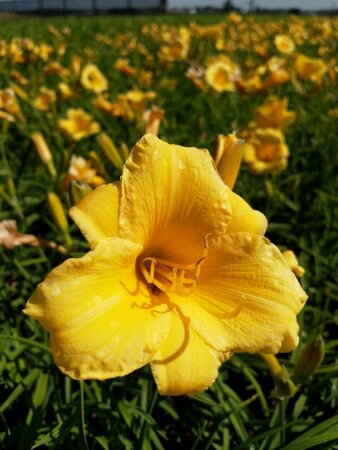Hemerocallis 'Stella de Oro' P9 - afbeelding 5