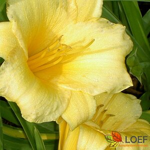 Hemerocallis 'Stella de Oro' P9 - afbeelding 7