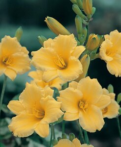 Hemerocallis 'Stella de Oro' P9 - afbeelding 1