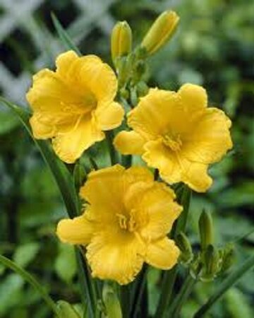 Hemerocallis 'Stella de Oro' P9 - afbeelding 2