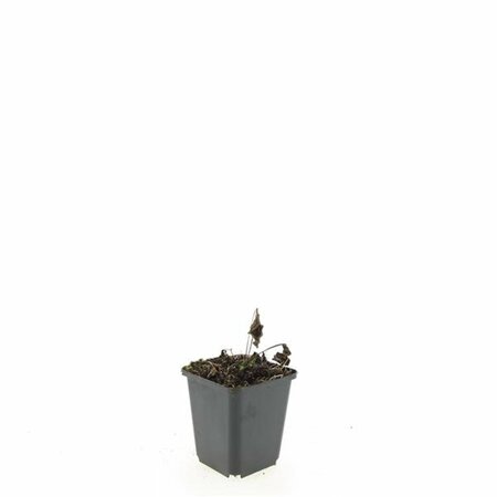 Echinacea purpurea 'Magnus' P9 - afbeelding 9