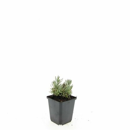 Lavandula angustifolia 'Hidcote' P9 - afbeelding 12