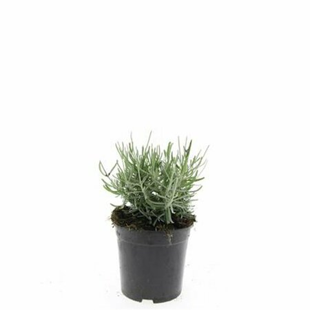 Lavandula angustifolia 'Hidcote' P9 - afbeelding 2
