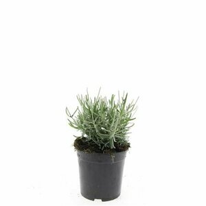 Lavandula angustifolia 'Hidcote' P9 - afbeelding 2