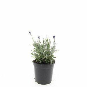 Lavandula angustifolia 'Hidcote' P9 - afbeelding 8