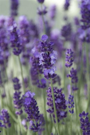 Lavandula angustifolia 'Hidcote' P9 - afbeelding 14