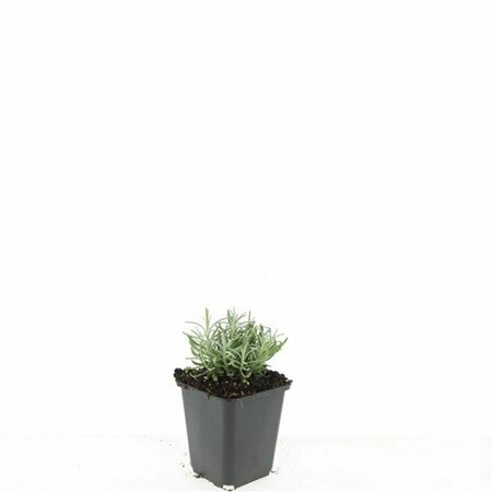 Lavandula angustifolia 'Hidcote' P9 - afbeelding 13