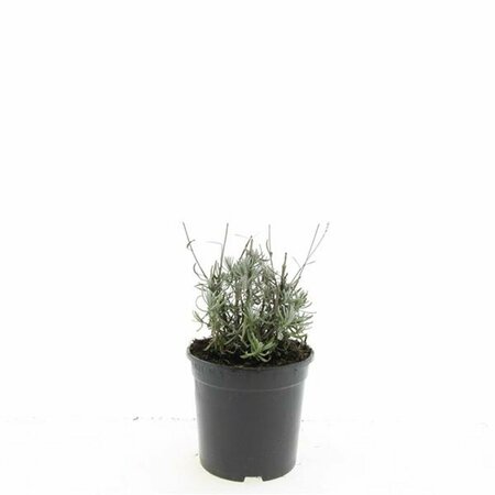 Lavandula angustifolia 'Hidcote' P9 - afbeelding 3