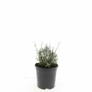 Lavandula angustifolia 'Hidcote' P9 - afbeelding 3