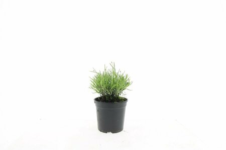 Lavandula angustifolia 'Hidcote' P9 - afbeelding 9