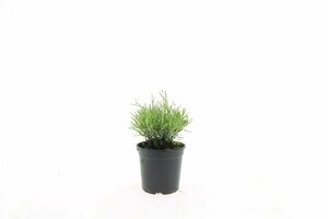 Lavandula angustifolia 'Hidcote' P9 - afbeelding 9