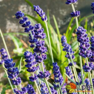 Lavandula angustifolia 'Hidcote' P9