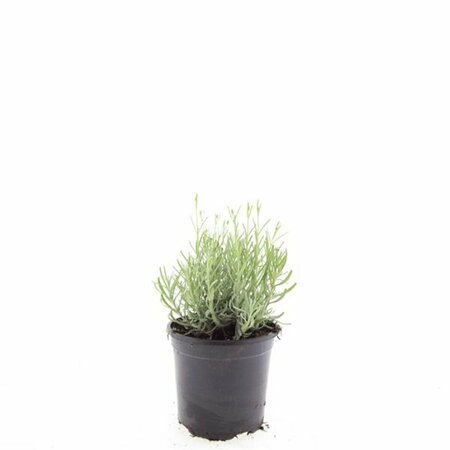 Lavandula angustifolia 'Hidcote' P9 - afbeelding 4
