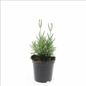 Lavandula angustifolia 'Hidcote' P9 - afbeelding 20
