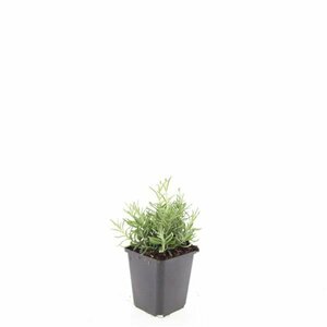 Lavandula angustifolia 'Hidcote' P9 - afbeelding 11