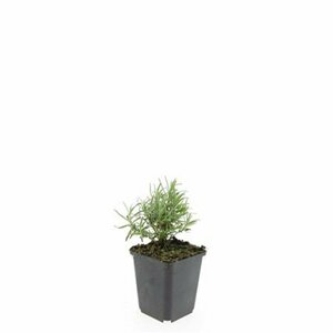 Lavandula angustifolia 'Hidcote' P9 - afbeelding 10