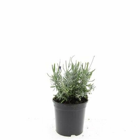 Lavandula angustifolia 'Hidcote' P9 - afbeelding 5