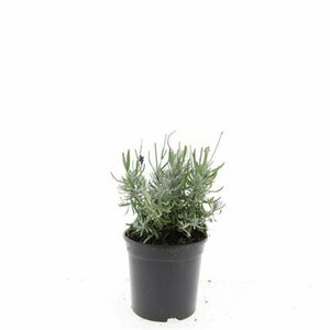 Lavandula angustifolia 'Hidcote' P9 - afbeelding 5