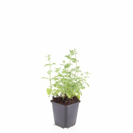 Nepeta faassenii 'Six Hills Giant' P9 - afbeelding 8