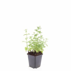 Nepeta faassenii 'Six Hills Giant' P9 - afbeelding 8
