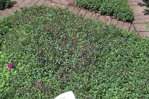 Thymus serpyllum P9