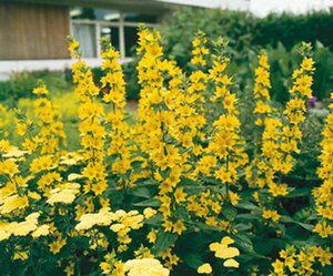 Lysimachia punctata P9 - afbeelding 2