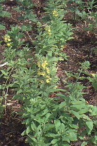 Lysimachia punctata P9