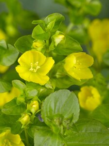 Lysimachia punctata P9 - afbeelding 3