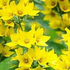 Lysimachia punctata P9 - afbeelding 4