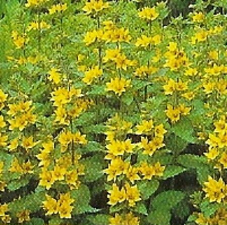 Lysimachia punctata P9 - afbeelding 5