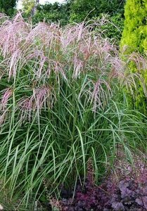 Miscanthus sinensis 'Flamingo' P9