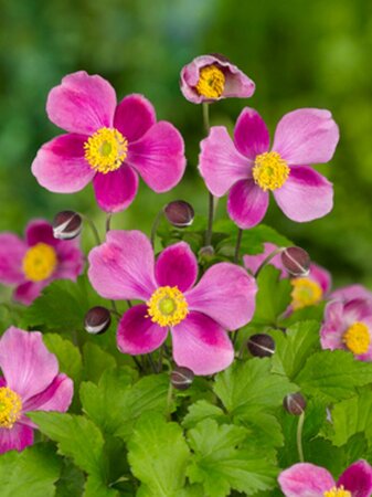 Anemone hupehensis 'Splendens' P9 - afbeelding 3