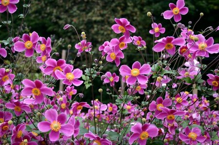 Anemone hupehensis 'Splendens' P9 - afbeelding 5