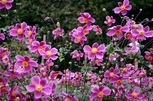 Anemone hupehensis 'Splendens' P9 - afbeelding 5