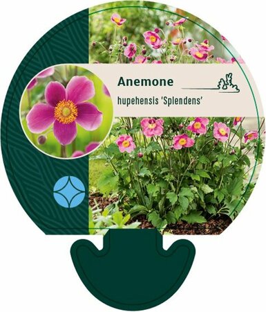 Anemone hupehensis 'Splendens' P9 - afbeelding 2