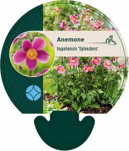 Anemone hupehensis 'Splendens' P9 - afbeelding 2
