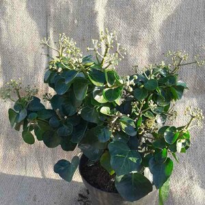Hedera hibernica 'Arbori Compact'