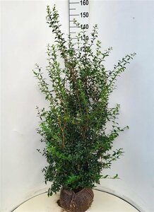 Osmanthus burkwoodii - afbeelding 4