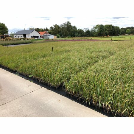 Calamagrostis acutiflora 'Karl Foerster' P9 - afbeelding 17