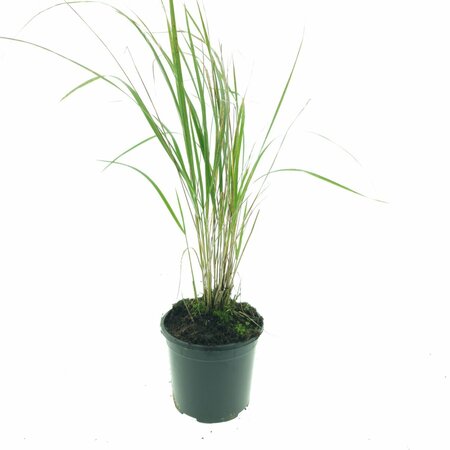 Calamagrostis acutiflora 'Karl Foerster' P9 - afbeelding 6