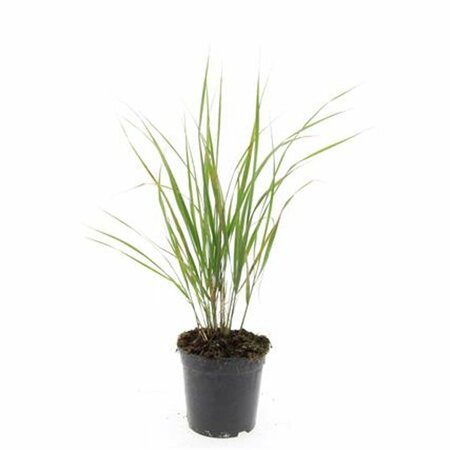 Calamagrostis acutiflora 'Karl Foerster' P9 - afbeelding 5