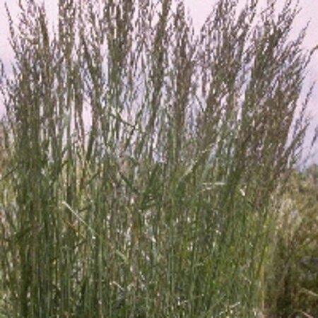 Calamagrostis acutiflora 'Karl Foerster' P9 - afbeelding 14