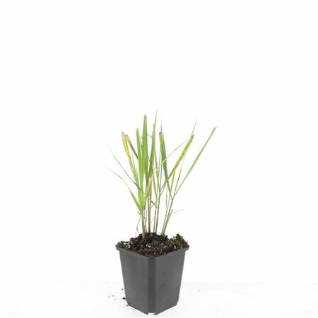 Calamagrostis acutiflora 'Karl Foerster' P9 - afbeelding 10