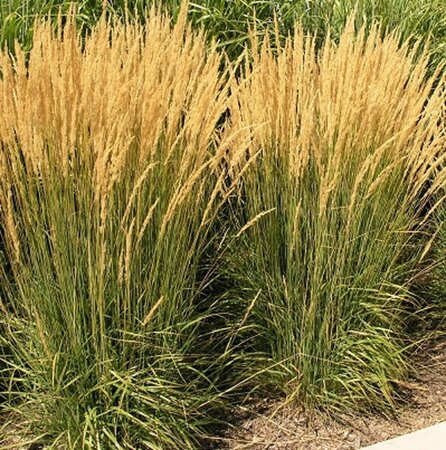Calamagrostis acutiflora 'Karl Foerster' P9 - afbeelding 13